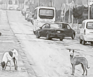 Urban Issues: The stray dogs and wild boars of North African citiesF