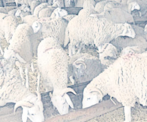 Agriculture: Plague wreaks havoc on Algeria’s small ruminants ($)F