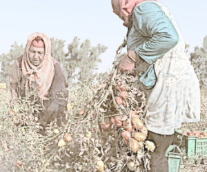 Tunisia:  Inheritance reform in Tunisia likely to boost gender equality