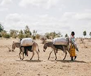 Sahel: Bacteria infection kills thousands of donkeys in NigerF