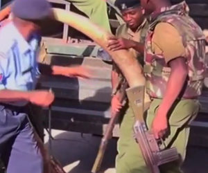 Sahel: Three Nigerian poachers arrested in Niger with massive haulF