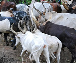 Africa: Nigeria’s hunger for meet could solve the grazing crisis