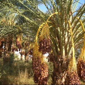 Legmi, Tunisia’s coveted date palm drink