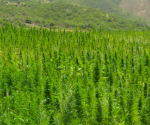 Inside the Moroccan cannabis business: local marijuana being replaced by hybrid varietiesF