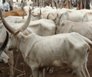 Africa: How to pay a country’s debt with cows