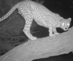 Algeria: The return of the Saharan cheetah to the Hoggar Mountains