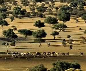 Niger: Environment under attack, four arrested for killing endangered gazelles