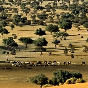 Niger: Environment under attack, four arrested for killing endangered gazellesF