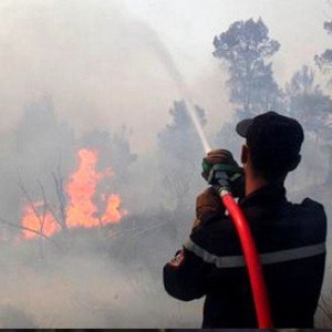 Algeria: Thousands of hectares of forests in Algeria ravaged by fireF