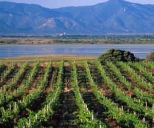 Economy: Plethora of problems are hitting Algerian winemakers hard