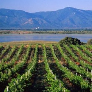 Economy: Plethora of problems are hitting Algerian winemakers hard