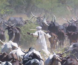 Sahel: Fighting between herdsmen and farmers rages in southeaster Chad