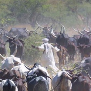 Sahel: Fighting between herdsmen and farmers rages in southeaster ChadF