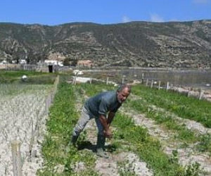  Tunisians use old age Ramli technique to fight drought