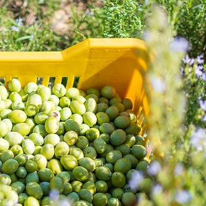 Organic farming in the Maghreb: Tunisia ahead, Morocco trails, Algeria is far behindF