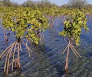 Egypt replants mangrove ‘treasure’ to fight climate change impacts